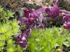 Epidendrum coryophorum