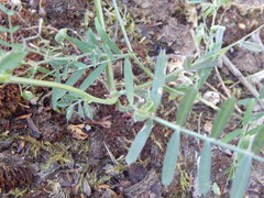 Vicia grandiflora