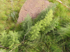 Asparagus microraphis