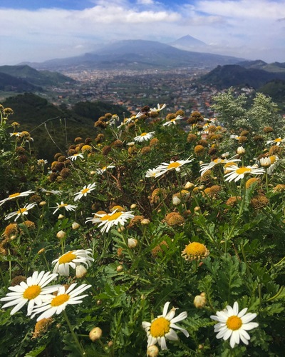 Argyranthemum broussonetii (Argyranthemum broussonetii)