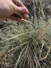 Stipa pennata