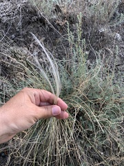 Stipa pennata