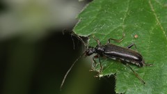Rhagiini