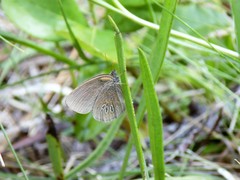 Neonympha areolatus