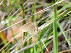 Neonympha areolatus