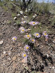Erigeron filifolius