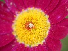 Thomisidae