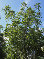 Cananga odorata