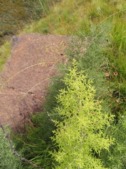 Asparagus microraphis