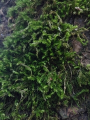 Cryphaea heteromalla