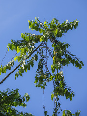 Cananga odorata