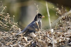 Turdus simillimus
