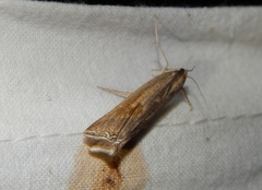 Ancylolomia chrysographellus