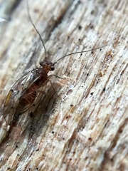 Ectopsocus briggsi