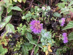 Monardella purpurea