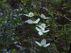 Clematis montana