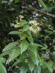 Clerodendrum laevifolium