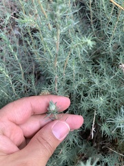 Bassia prostrata