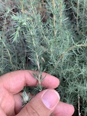 Bassia prostrata