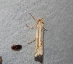 Ancylolomia chrysographellus