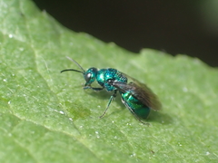 Philoctetes truncatus