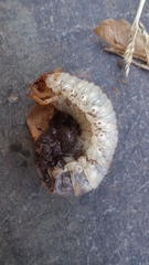 Insecta
