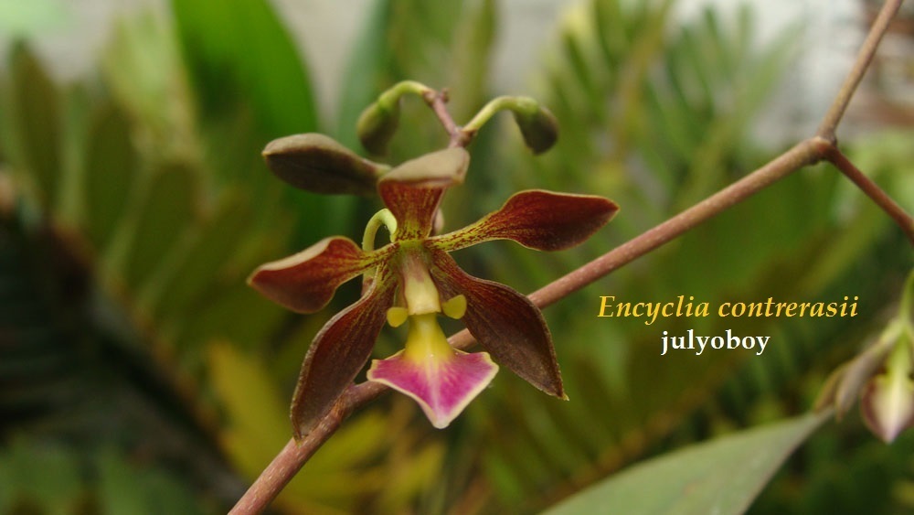 Encyclia contrerasii R.González