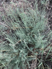 Bassia prostrata