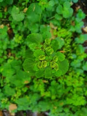 Chrysosplenium oppositifolium