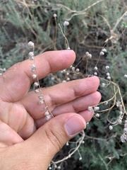 Bassia prostrata