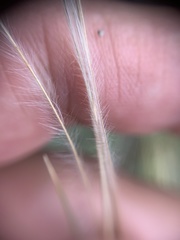 Stipa pennata