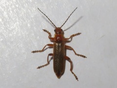 Cantharis cryptica