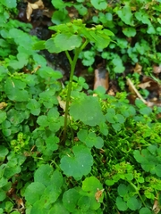 Chrysosplenium oppositifolium