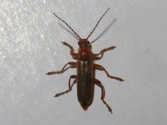 Cantharis cryptica