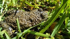 Bombina variegata pachypus