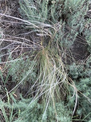 Stipa pennata