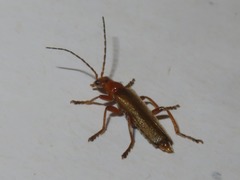 Cantharis cryptica