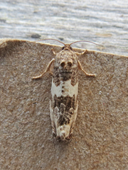 Pseudosciaphila duplex