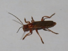 Cantharis cryptica