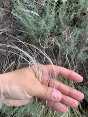 Stipa pennata