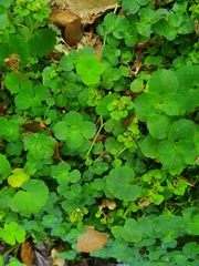 Chrysosplenium oppositifolium