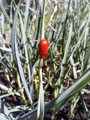 Lilioceris merdigera