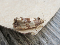 Pseudosciaphila duplex