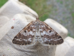 Eufidonia discospilata