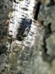 Peripsocus