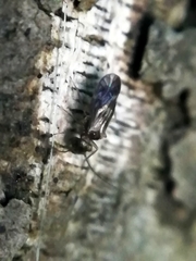 Peripsocus