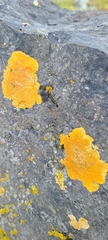 Xanthoria aureola