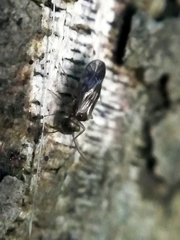 Peripsocus