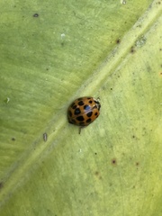 Harmonia axyridis