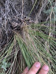 Stipa pennata